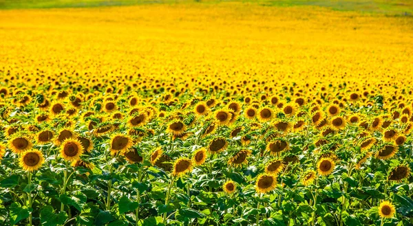 Wonderful View Sunflowers Field Summertime — Foto Stock