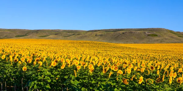 Wonderful View Sunflowers Field Summertime — Fotografia de Stock