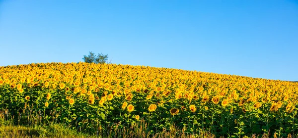Wonderful View Sunflowers Field Summertime — Fotografia de Stock