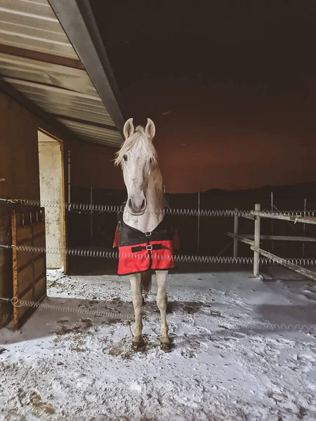 白い馬が毛布に覆われ雪に覆われ — ストック写真