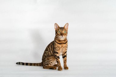 Yeşil gözlü kızıl Bengal kedisi beyaz arka planda oturur.
