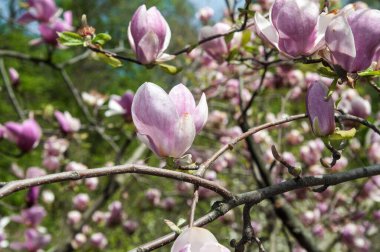 Botanik Bahçesi 'nde büyük çiçekli pembe bir manolya çalısı.