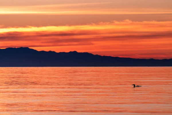 Silhouette Bird Swimming Salish Sea Sunset — Stock Photo, Image