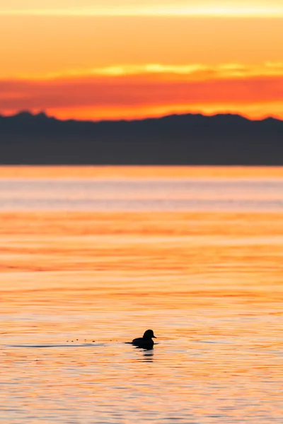 A lone duck swimming in Puget Sound as the sun sets over the Olympics