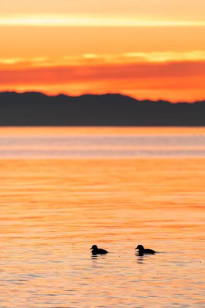 The silhouette of two ducks swimming on Puget Sound at sunset