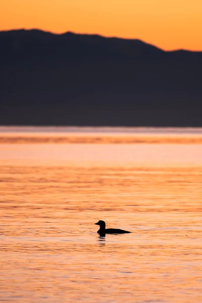 日没後に海で泳いでいる鳥の閉鎖シルエット — ストック写真