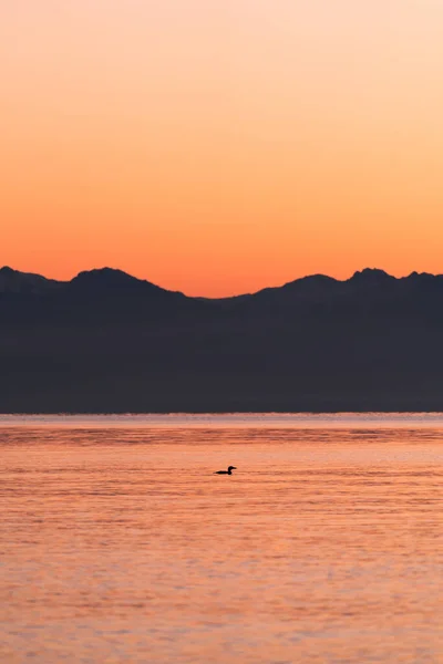 Plongeon Huard Nageant Dans Puget Sound Juste Après Coucher Soleil — Photo