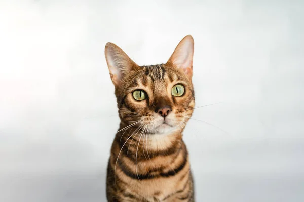 Ginger Bengal Cat Green Eyes Close White Background — Stock Photo, Image
