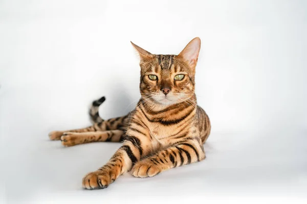 Ingefära Bengal Katt Med Gröna Ögon Ligger Vit Bakgrund — Stockfoto