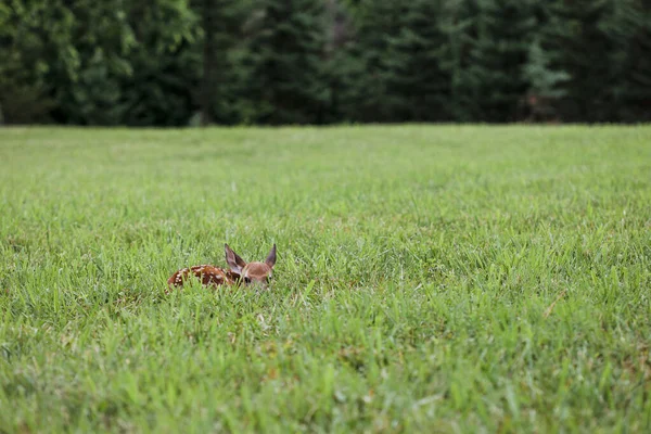 Ciervo Bebé Acostado Campo Esperando Madre — Foto de Stock