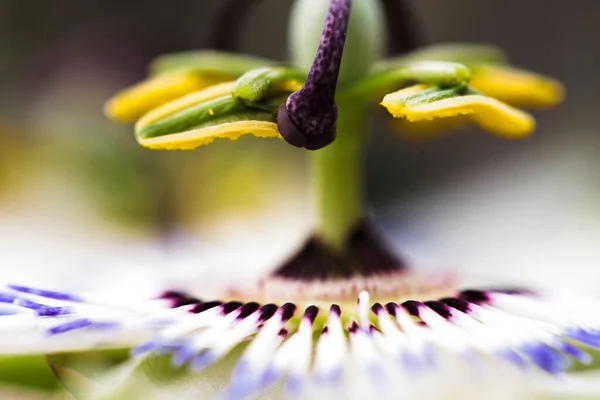 Makro Skott Insidan Passionsblomma — Stockfoto