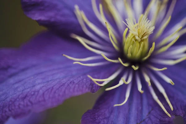 Macro Purple Clematis Flower Cropped Asymmetricaly — Stock Photo, Image
