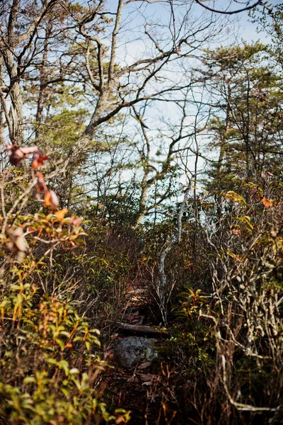 Blick Durch Die Herbstfärbung Den Bäumen Den Wanderweg — Stockfoto