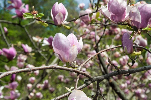Botanik Bahçesi 'nde büyük çiçekli pembe bir manolya çalısı.