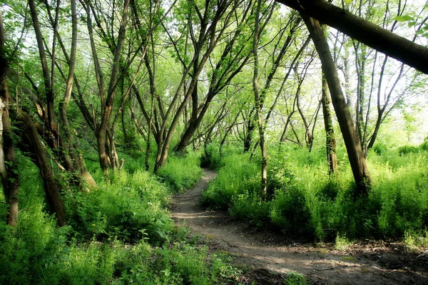 Wanderweg Quellwald Wanderweg Radweg — Stockfoto