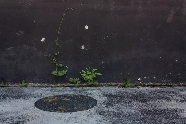 Natureza Sempre Vencerá Batalha Contra Cimento Ambição Concreta Humana — Fotografia de Stock