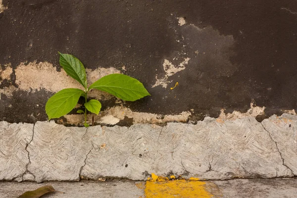 Natureza Sempre Vencerá Batalha Contra Cimento Ambição Concreta Humana — Fotografia de Stock