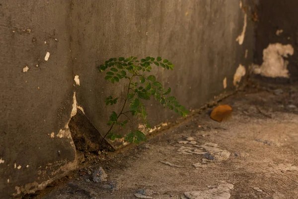 Doğa Her Zaman Çimento Somut Insani Hırslara Karşı Savaşı Kazanacak — Stok fotoğraf