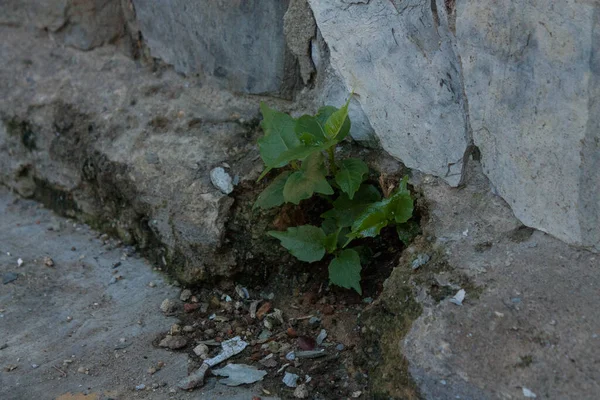 Natureza Sempre Vencerá Batalha Contra Cimento Ambição Concreta Humana — Fotografia de Stock