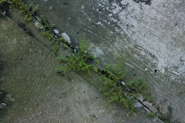 Natuur Wint Altijd Strijd Tegen Cement Beton Menselijke Ambitie — Stockfoto