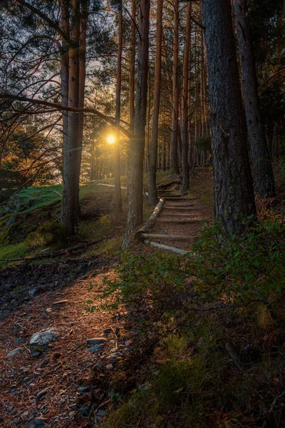 Sale Sol Entre Los Pinos Del Sendero — Stock fotografie