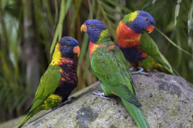 Jardin de Balata, Martinique 'de üç gökkuşağı lorisi.