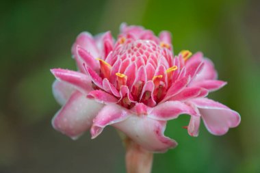 Martinique, Jardin de Balata 'da pembe bir kızıl çiçeğin yakın çekimi.