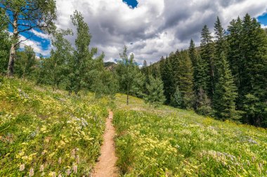 Colorado 'daki Kartallar Yuvası' nda Yaz Yaban Çiçekleri