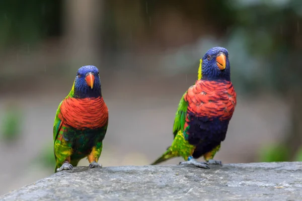 Deux Loriquets Arc Ciel Dans Jardin Balata Martinique — Photo