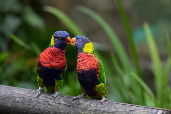 Två Regnbågslorikeets Kyssas Jardin Balata Martinique — Stockfoto