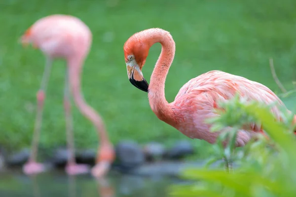 Flamingo Rosa Prepara Jardin Balata Martinica — Fotografia de Stock