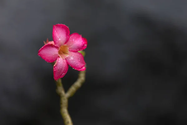 Primer Plano Una Madevilla Rosa Rocktrumpet Con Gotitas Agua —  Fotos de Stock