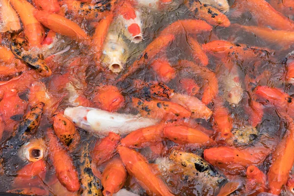 Koi Fish Feeding Koi Pond Jardin Belata Martiniqu — Stock Photo, Image