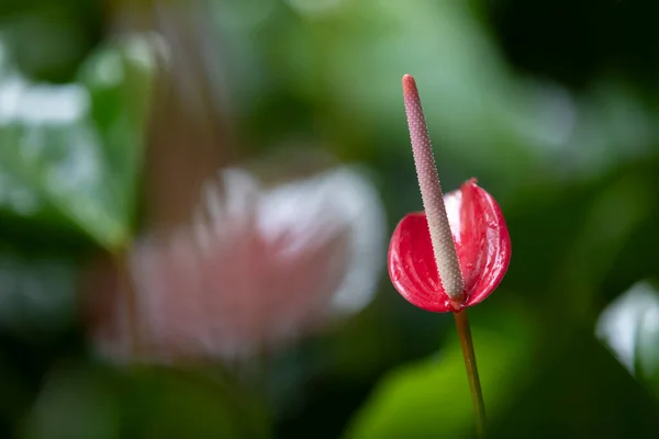 植物園の赤いアントリウム フラミンゴの花 のクローズアップ — ストック写真