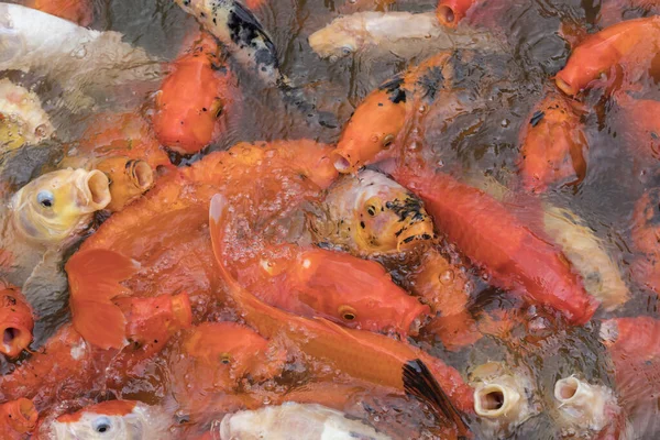 Koi Alimentation Des Poissons Dans Étang Koï Dans Jardin Belata — Photo