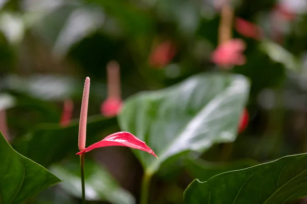Close Antúrio Vermelho Flor Flamingo Jardim Botânico — Fotografia de Stock