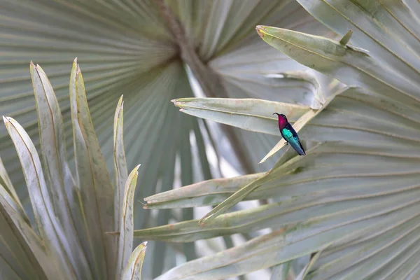 Colorful Magenta Blue Hummingbird Sits Fan Palm — Stock Photo, Image