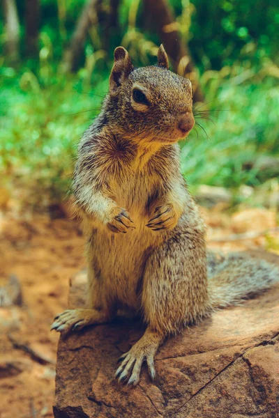 Zion Nationalpark Utah Usa — Stockfoto