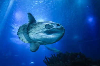 sunfish or common mola (Mola mola) swiming in the ocean clipart