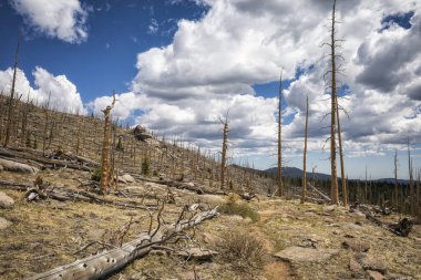 Colorado 'daki bir orman yangınından sonra manzara