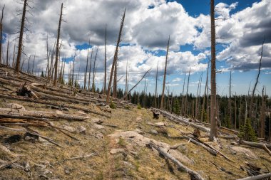 Colorado 'daki bir orman yangınından sonra manzara