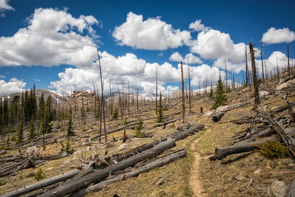 Paisagem Após Incêndio Florestal Colorado — Fotografia de Stock
