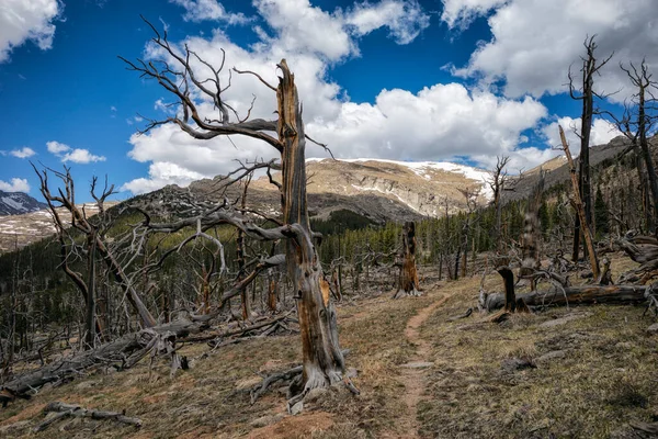 Colorado Daki Bir Orman Yangınından Sonra Manzara — Stok fotoğraf