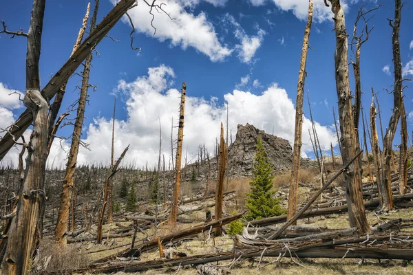 Paysage Après Incendie Forêt Dans Colorado — Photo