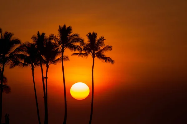 Sunset Antara Telapak Tangan Hawaii Island — Stok Foto