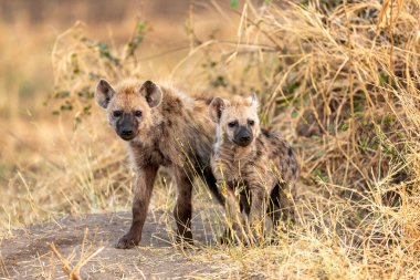 İki genç sırtlan yuvalarının önünde duruyor.