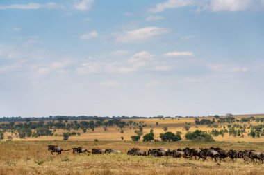 Bir grup antilop Serengeti ovalarında koşuyor.