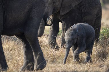 Savanadaki Afrika fillerinin manzarası
