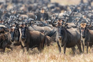 a group of wildebeest walks in the plains of the serengeti