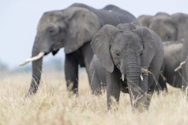 Savanadaki Afrika fillerinin manzarası